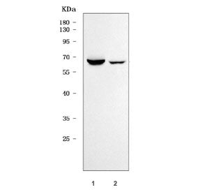Western blot testing of 1) rat kidney and 2) mouse kidney tissue lysate with SCARA3 antibody. Predic