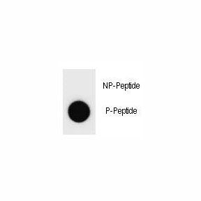 Dot blot analysis of phospho-Cyclin B3 antibody . 50ng of phos-peptide or nonphos-peptide per dot we