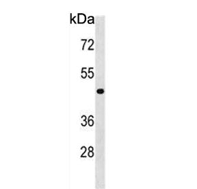 NME7 Antibody / Nucleoside diphosphate kinase 7