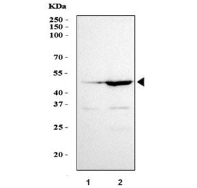 GATA5 Antibody