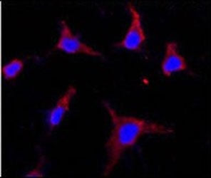 CD133 Antibody / PROM1