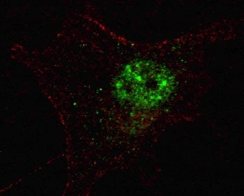 PDX1 Antibody