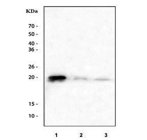 Western blot testing of 1) human A431, 2) rat PC-12 and 3) mouse brain tissue lysate with CIB1 antib