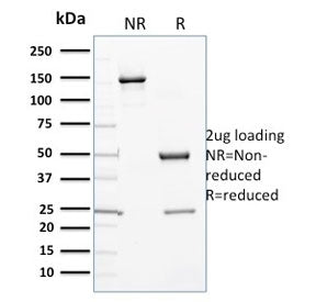 SDS-PAGE analysis of purified, BSA-free CYP3A1 antibody (clone P6) as confirmation of integrity and 