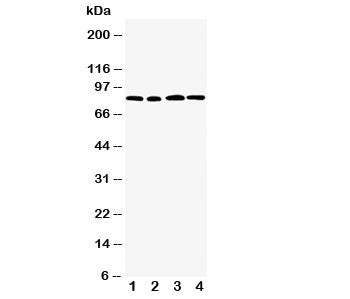 CD168 Antibody