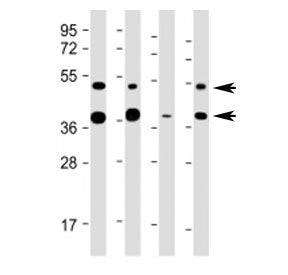 FDPS Antibody (Center Region)