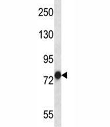 TRAP-1 Antibody (HSP75)