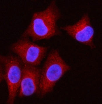 Immunofluorescent staining of FFPE human A549 cells with OLAH antibody (red) and DAPI nuclear stain 