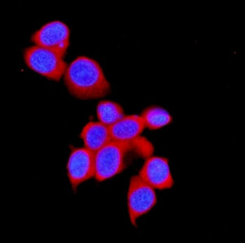 Immunofluorescent staining of FFPE human MCF7 cells with STUB1 antibody (red) and DAPI nuclear stain