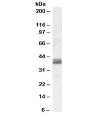 Western blot testing of human cerebellum lysate with NDEL1 antibody at 0.1ug/ml. Predicted molecular