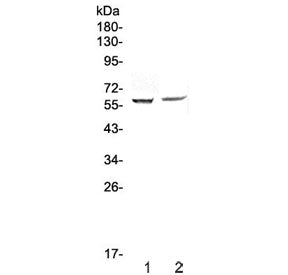 STAM1 Antibody