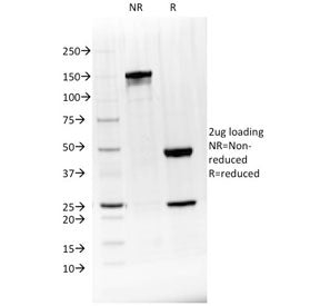 BTLA Antibody / CD272