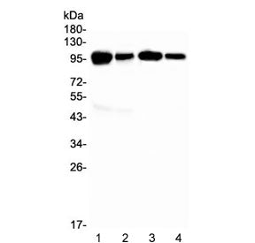 Vcam-1 Antibody