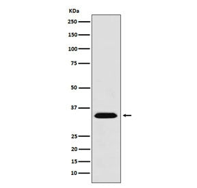 MBD3 Antibody