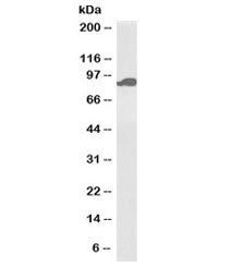 Western blot testing of heart lysate with biotinylated Aconitase 2 antibody at 0.1ug/ml. Predicted m