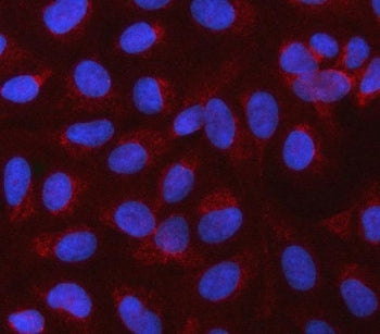 Immunofluorescent staining of FFPE human U-2 OS cells with CBLIF antibody (red) and DAPI nuclear sta