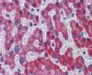 SCD1 Antibody