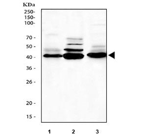 Western blot testing of 1) rat thymus, 2) rat C6 and 3) mouse thymus tissue lysate with Caspase-1 an