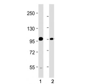 BMP1 Antibody