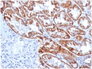 IHC staining of FFPE human kidney tissue with FGF-23 antibody (clone FGF23/4169) at 2ug/ml in PBS fo