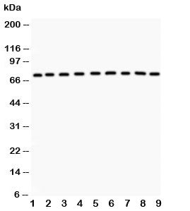 GHR Antibody (Growth hormone receptor)