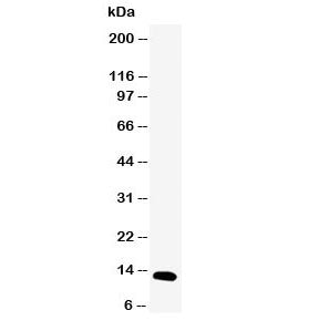 Western blot testing of pS2 antibody and human MCF-7 cell lysate. Predicted molecular weight ~12 kDa