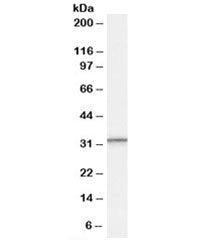 PSME1 Antibody