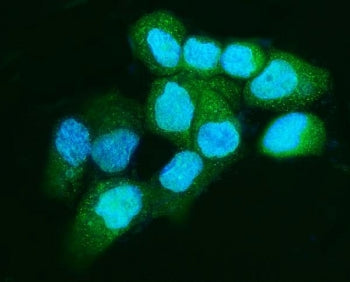 Apc5 Antibody / Anaphase-promoting complex subunit 5