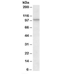 Western blot testing of NIH3T3 lysate with CUL2 antibody at 1ug/ml. Predicted molecular weight: ~87 