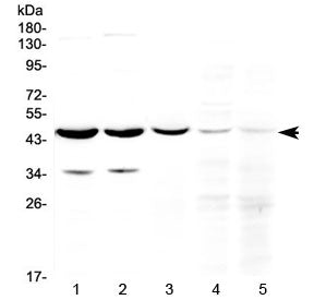 HOMER3 Antibody