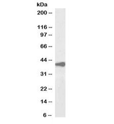 Western blot testing of human liver lysate with biotinylated Alcohol dehydrogenase antibody at 2ug/m