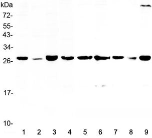 14-3-3 sigma Antibody