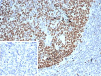 EZH2 Antibody