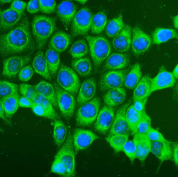 Immunofluorescent staining of FFPE human MCF7 cells with COPE antibody (green) at 5ug/ml and DAPI nu