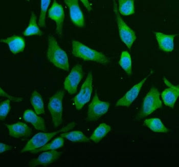 Immunofluorescent staining of FFPE human HeLa cells with ABCE1 antibody (green) and DAPI nuclear sta