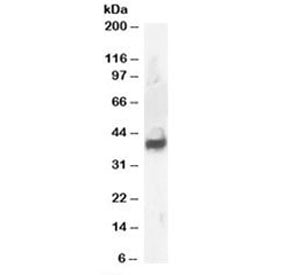 Septin 3 Antibody