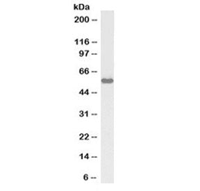 KPNA3 Antibody (Biotin Conjugate)