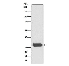 CD90 Antibody / THY1