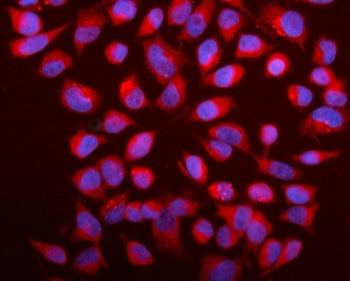Immunofluorescent staining of FFPE human HeLa cells with Caspase-9 antibody (red) and DAPI nuclear s