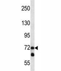 LOXL3 Antibody