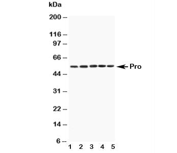 Caspase-8 Antibody