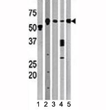 Beclin Antibody