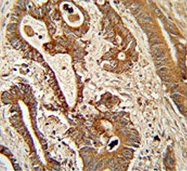 ETHE1 Antibody
