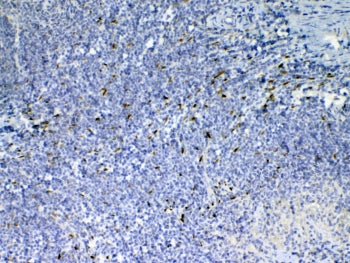 IHC testing of FFPE mouse spleen tissue with Il33 antibody at 1ug/ml. Required HIER: steam section i