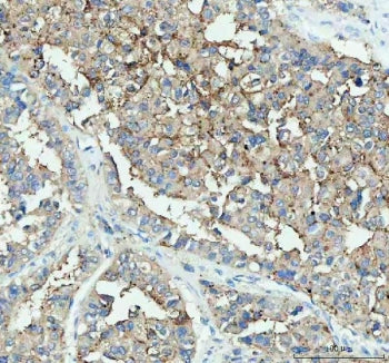 DDT Antibody