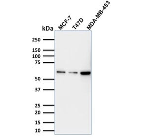 Western blot testing of human MCF-7, T-47D and MDA-MB-453 lysate with p63 antibody (clone TP63/1786)