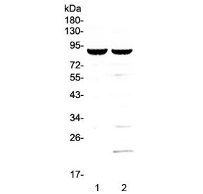 CD19 Antibody / B-lymphocyte marker