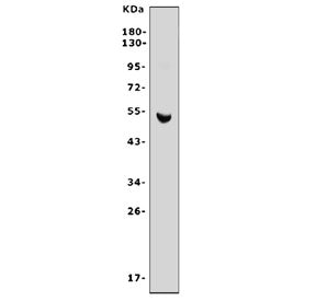 Western blot testing of rat pancreas tissue lysate with Cdc25c antibody. Predicted molecular weight 