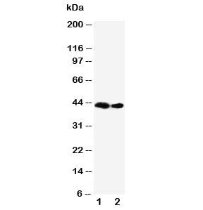 Western blot testing of Flt3 ligand antibody and recombinant protein, 41KD with tag; Lane 1: 10ng; 2