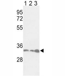PCNA Antibody, 0.4ml